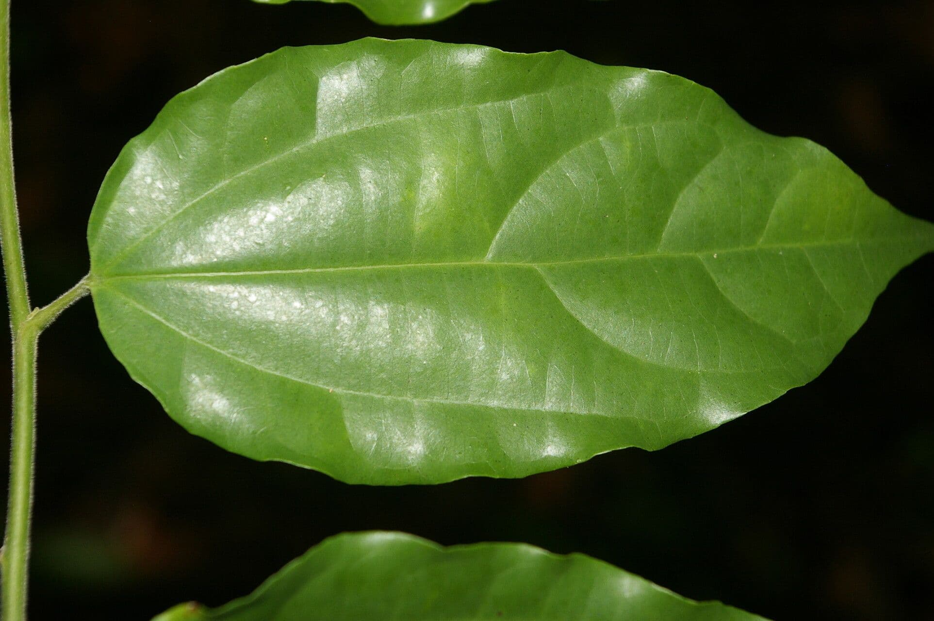 Lunania 5