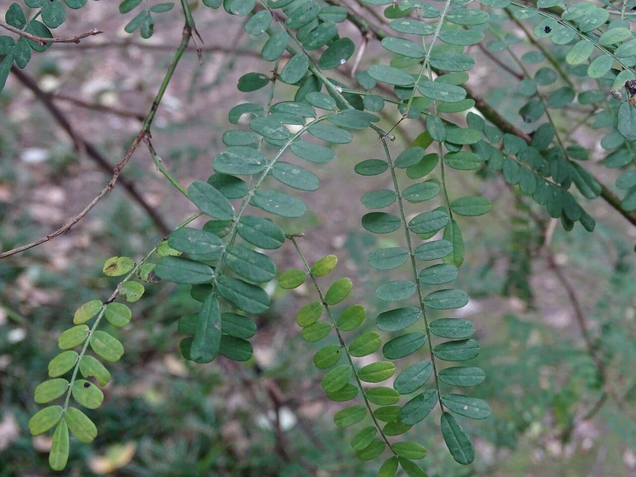 Eulengehölzchen 11