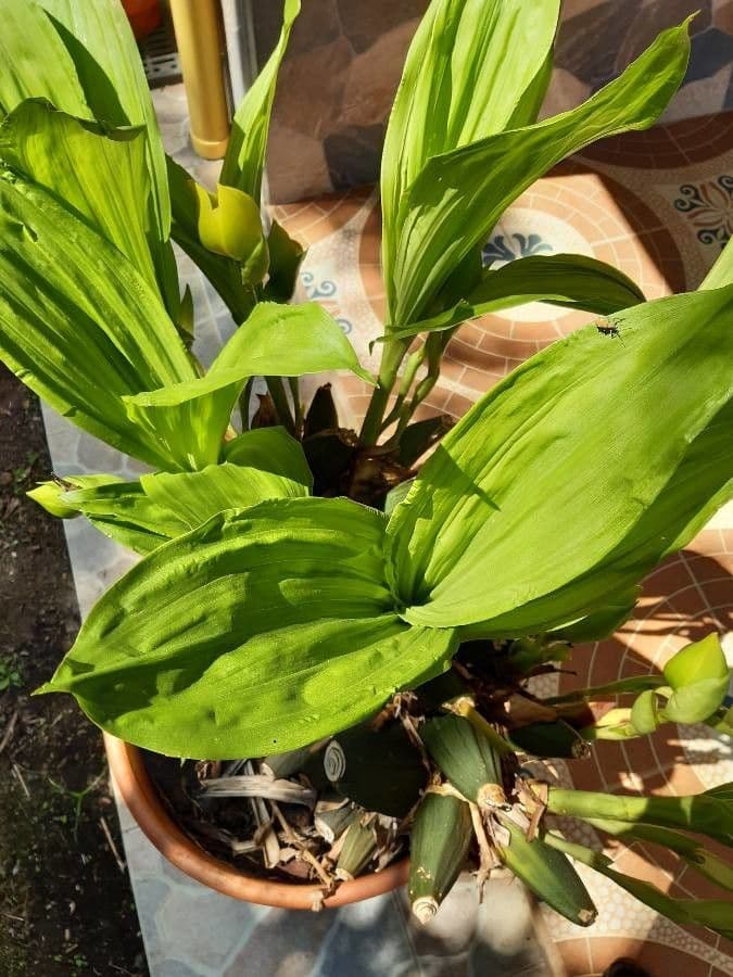 Orchidea Tulipano 7
