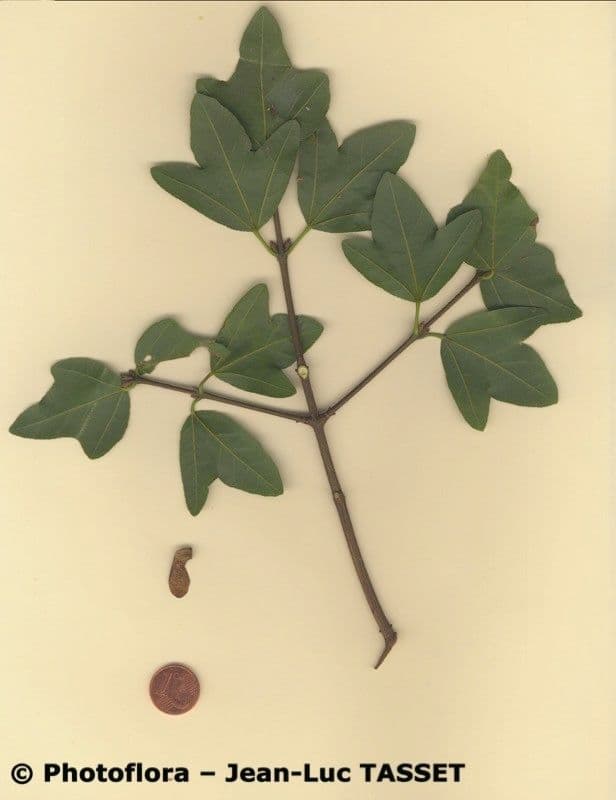 Acero di Creta 25
