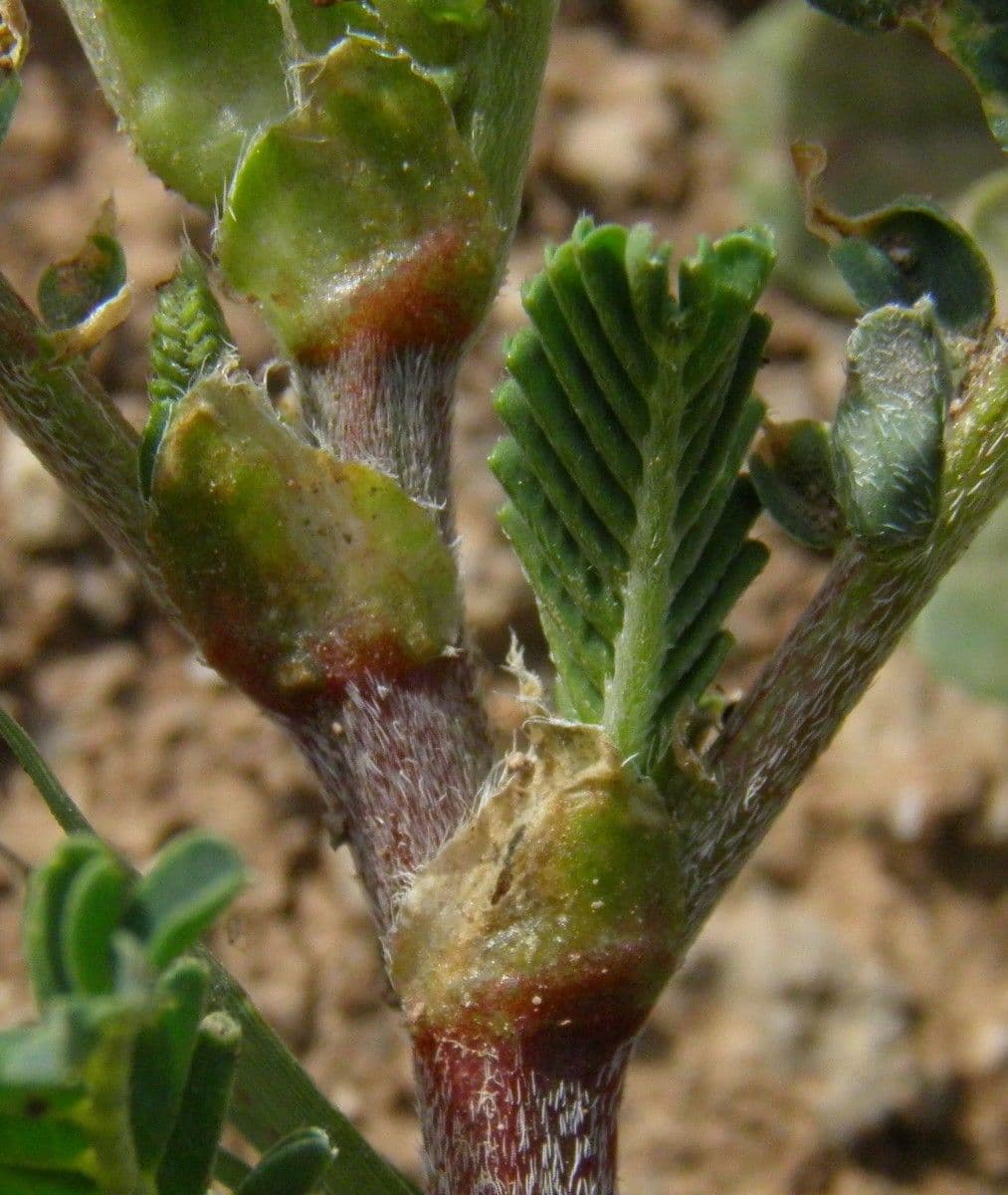 Astragalus hamosus 24