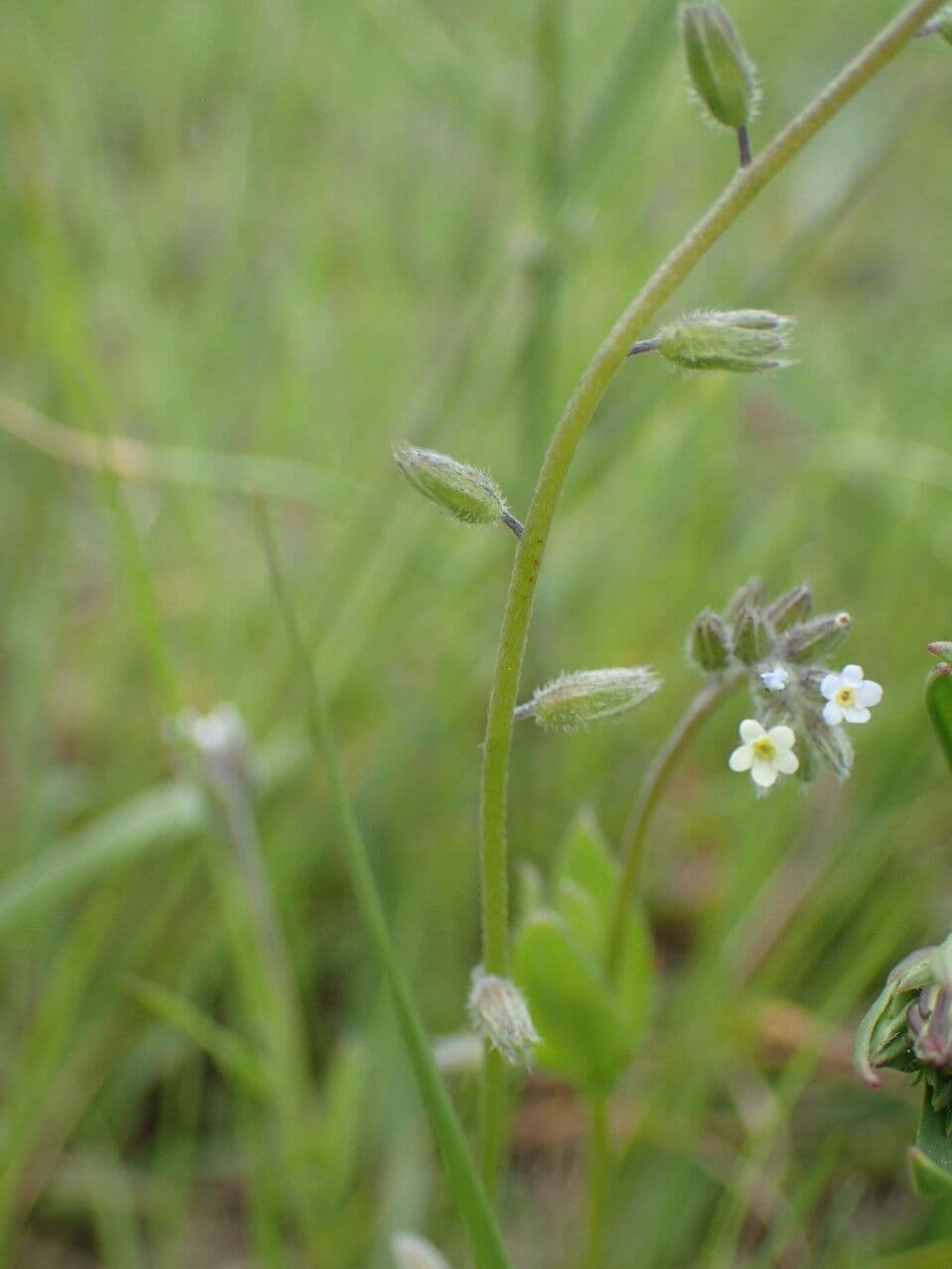 Nontiscordardimé