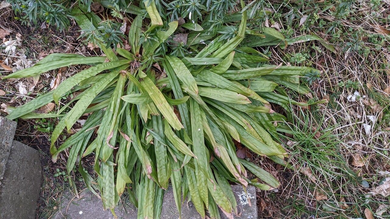 Plantainleaf sedge 9