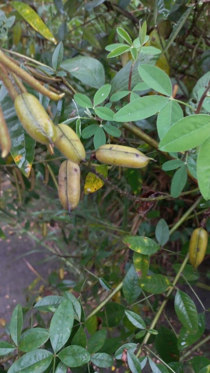 Crotalaria 5