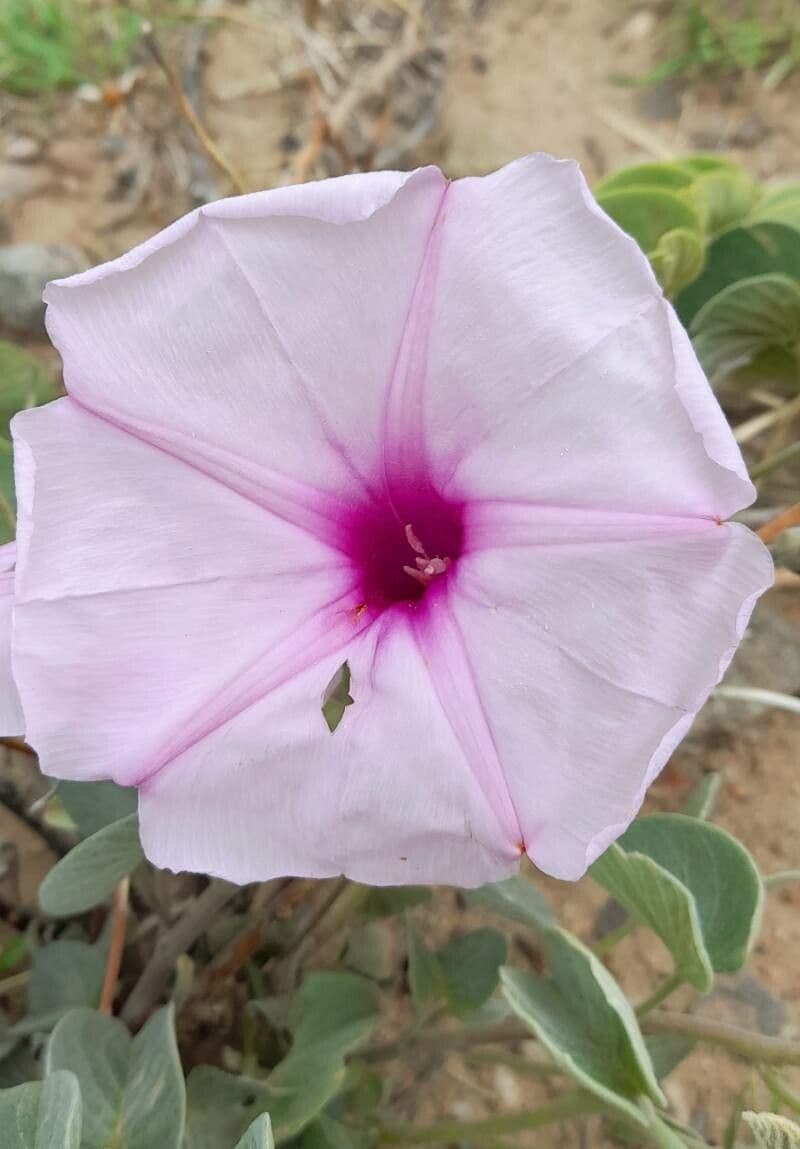 Ipomea 3