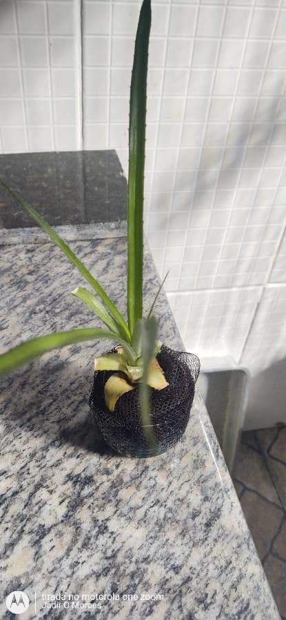 Ananas lucido