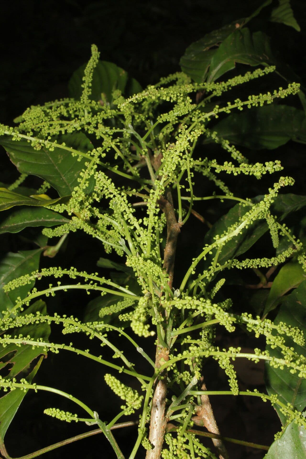 Allophylus 11