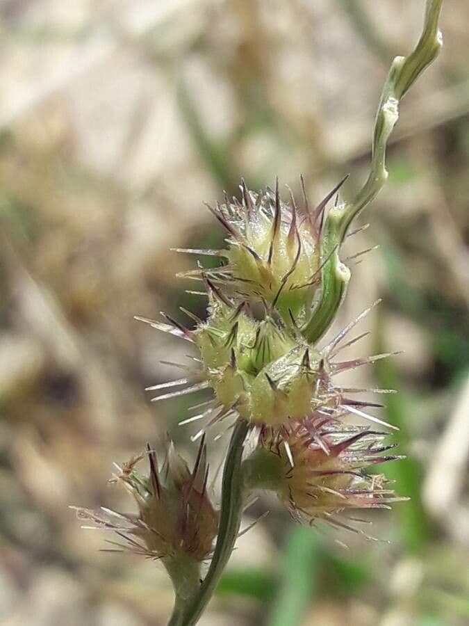 Igel-Hirse 4