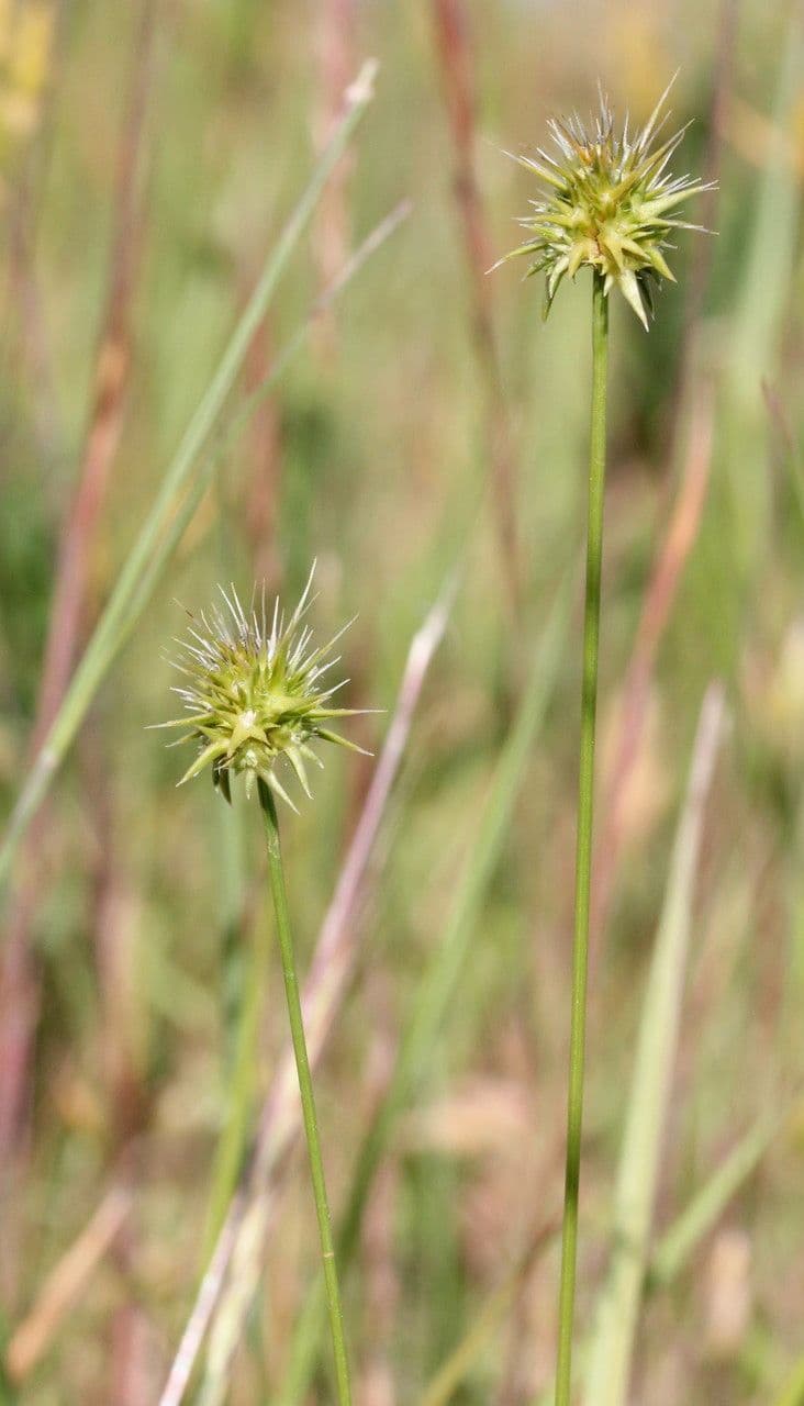 Echinaria capitata 4