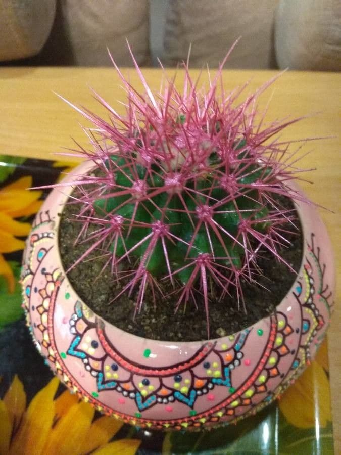 Cactus uncinato a fiore piccolo 2