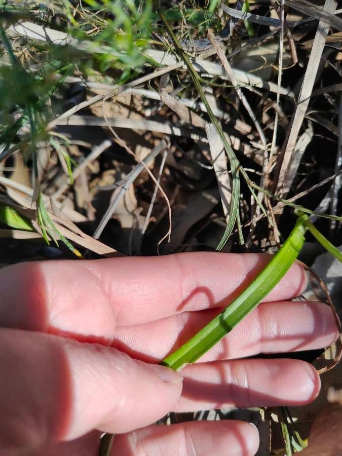 Thelymitra 3