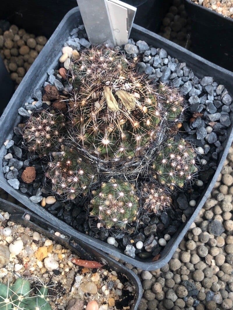 Cactus coussin