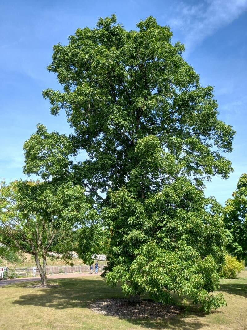 Carya ovata 13