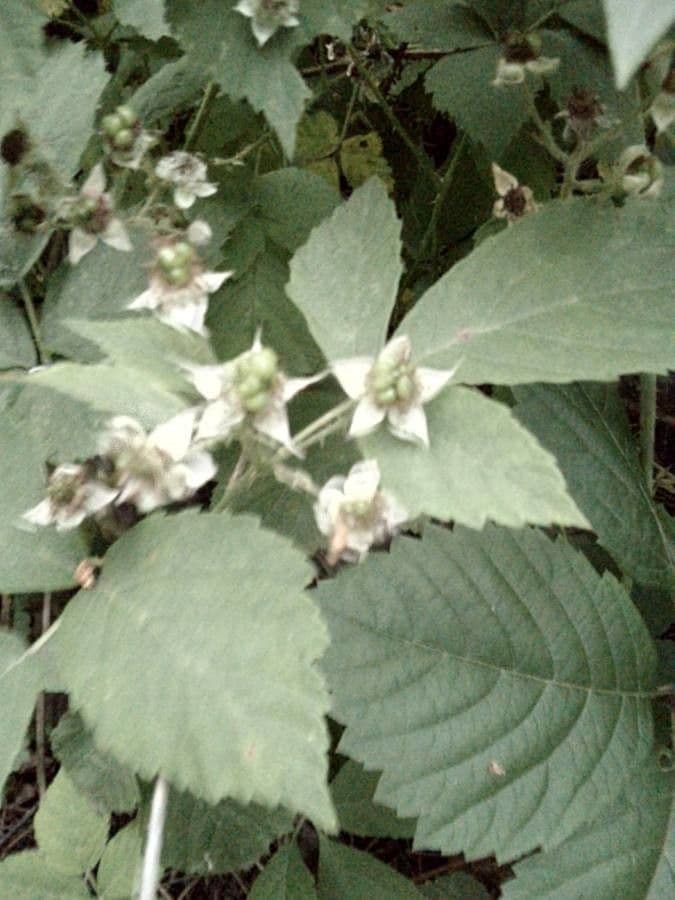 Brombeere