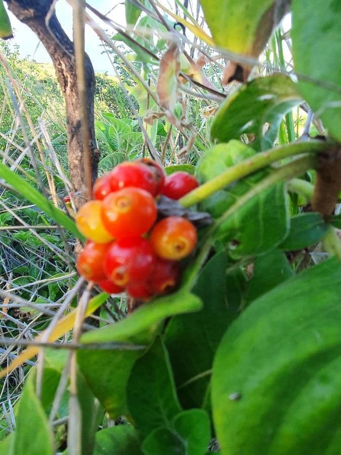 Psychotria