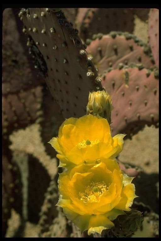 Opuntia macrocentra 6