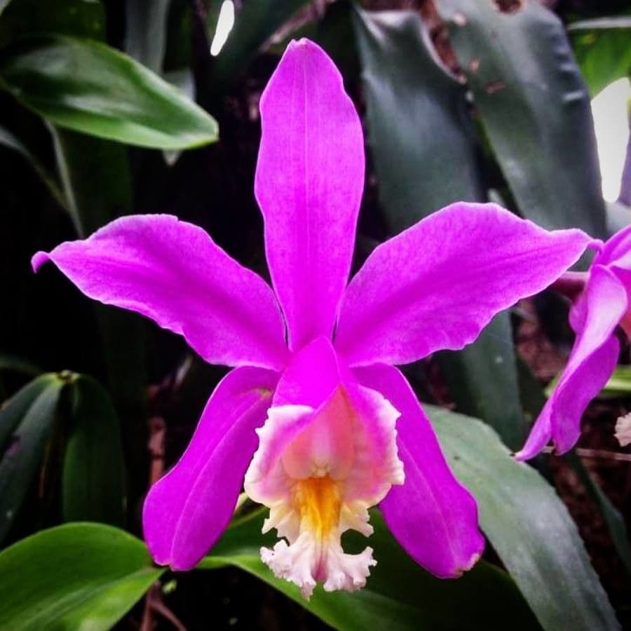Loddiges-Cattleya