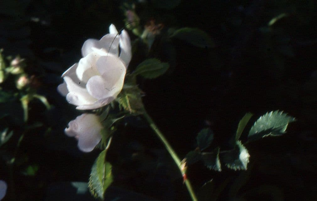 Immergrüne Rose 8