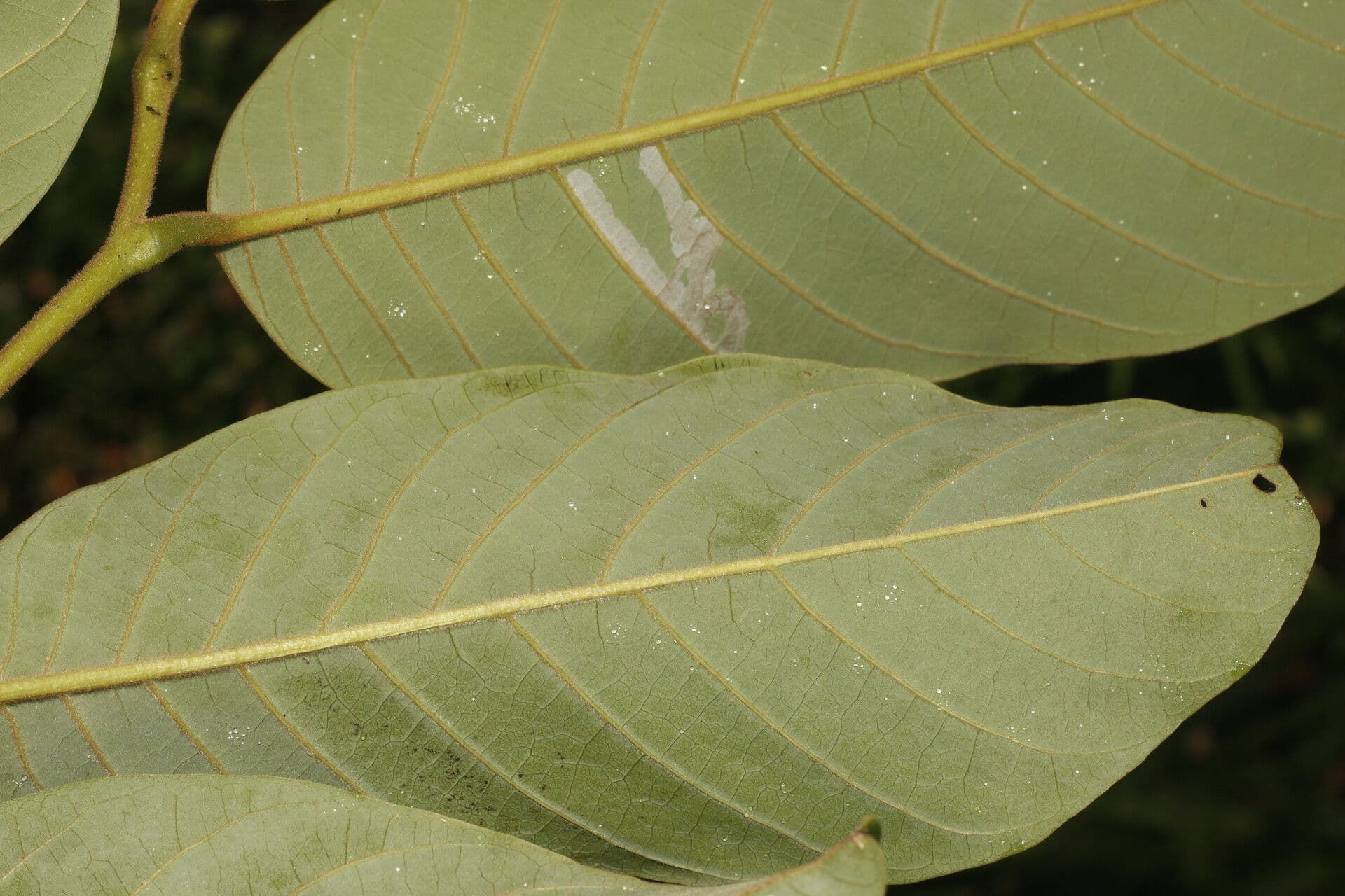 Annona 9