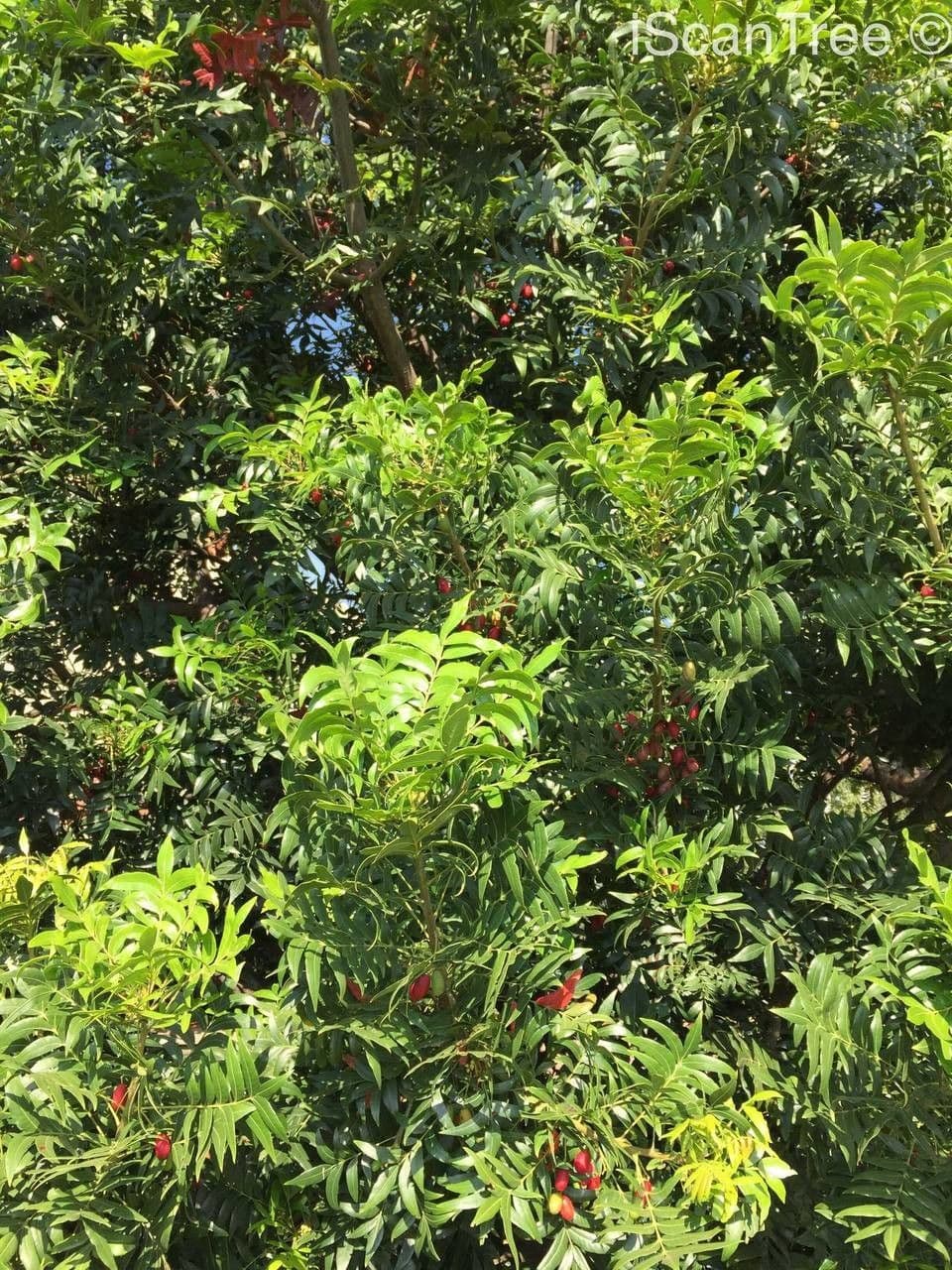 Kafferpflaume 14