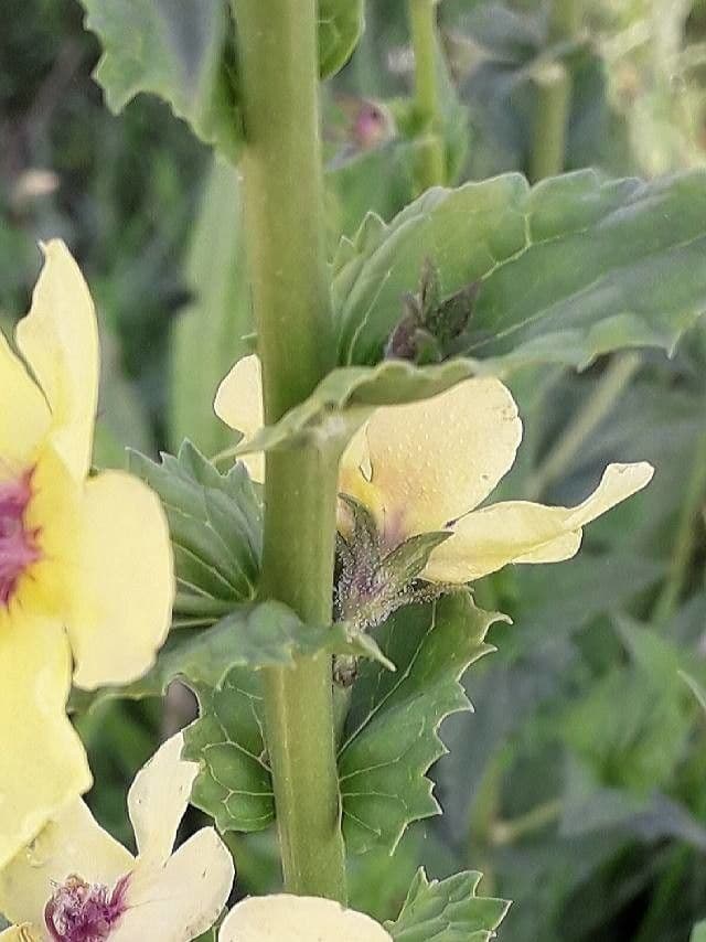 Verbasco blattaria 25