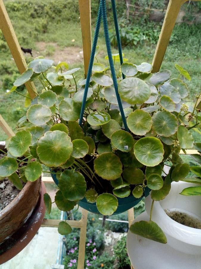 Centella asiatica 15