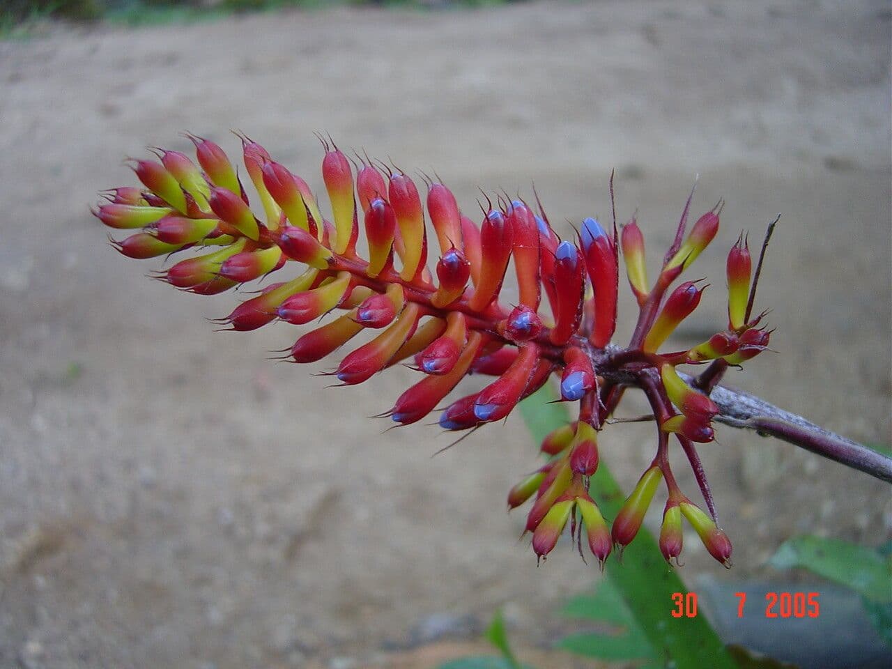 Aechmea 5