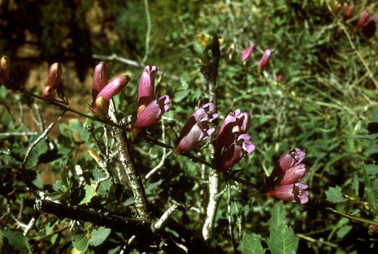 Penstemon hladký 7