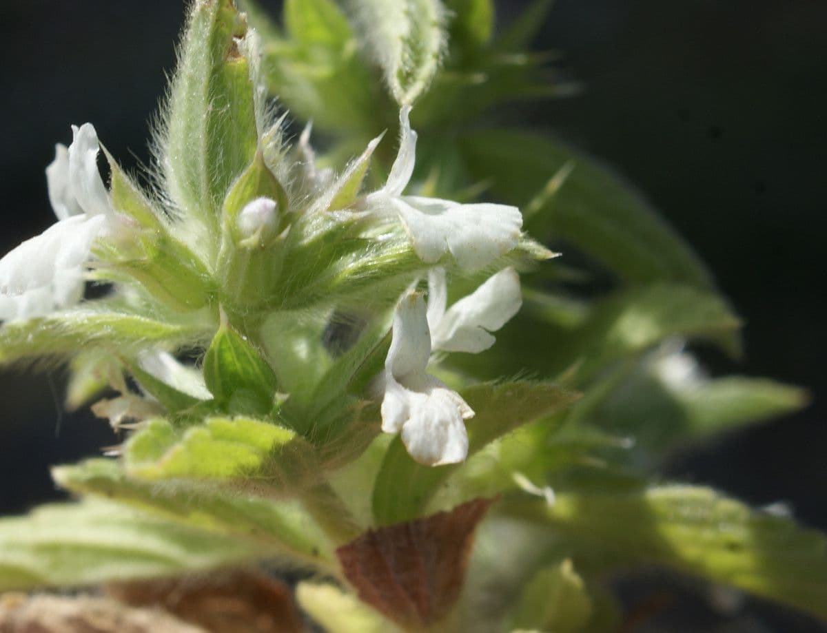 Sideritis romana 16