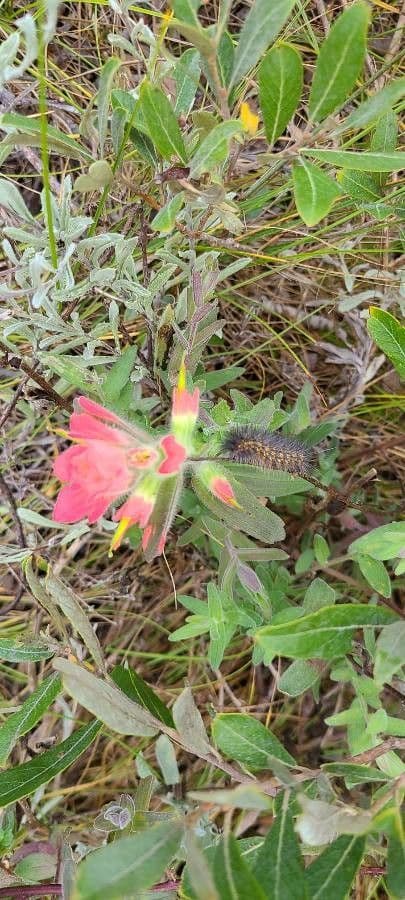 Castilleja Affinis