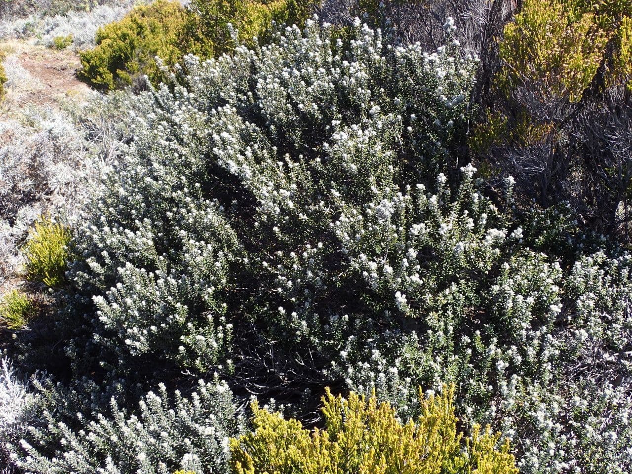 Phylica 9