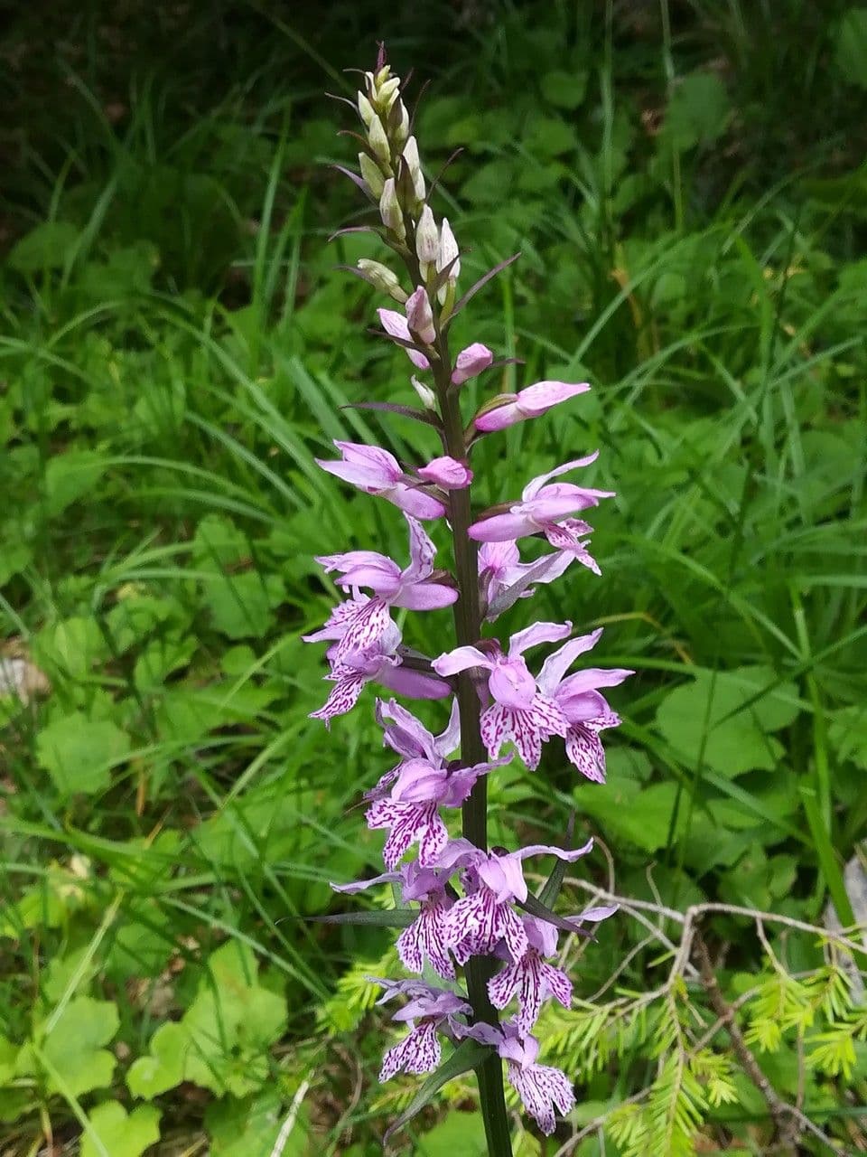 Orchidea di Fuchs 9