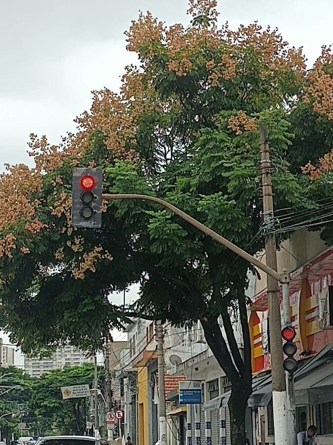 Chinesischer Lackbaum 15