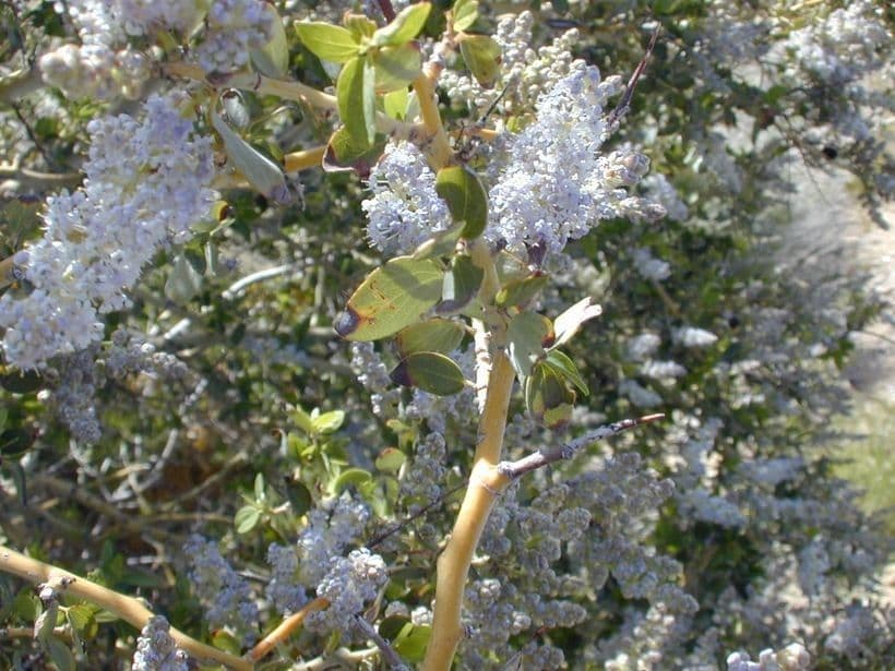 Ceanothus plstnatý 18