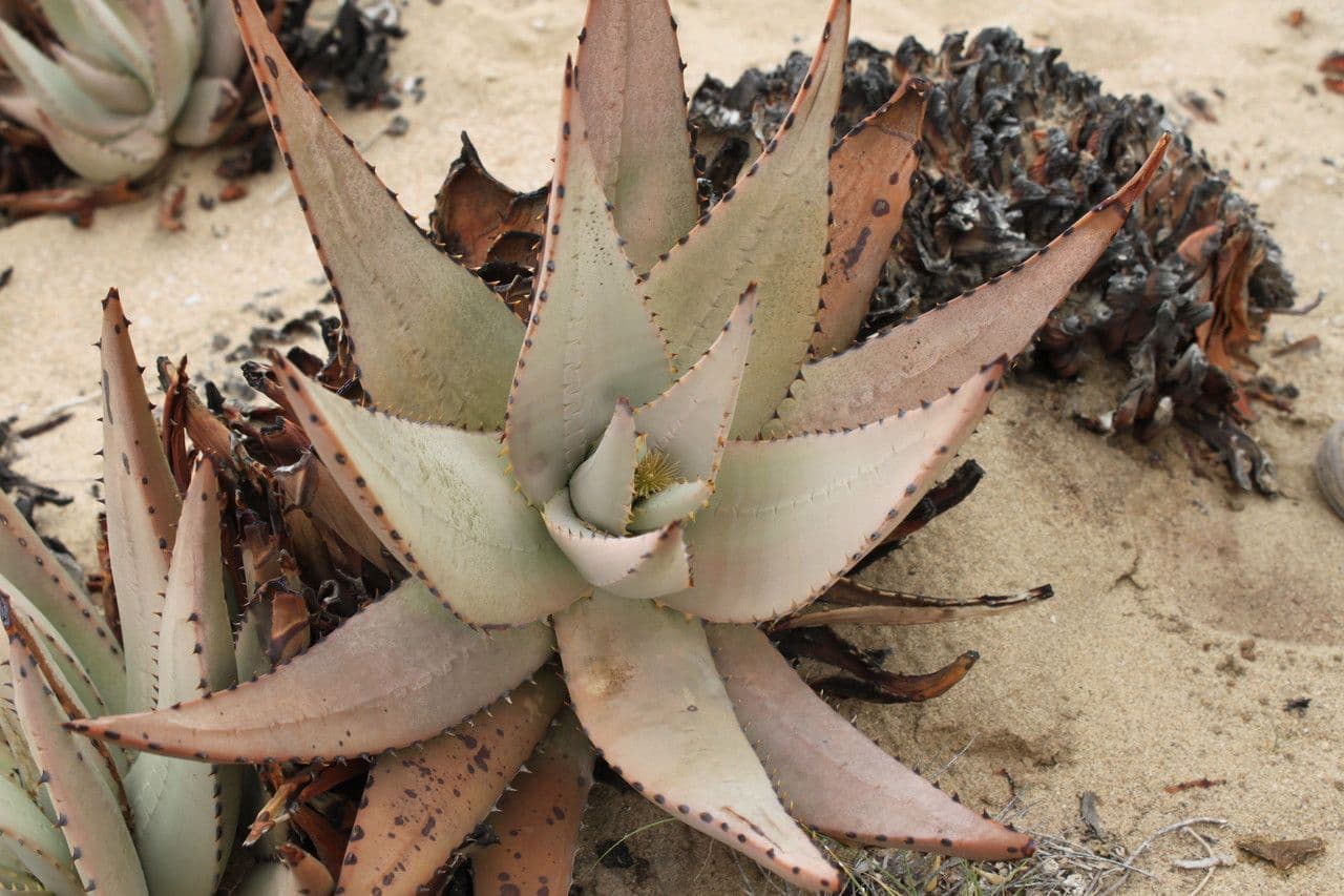 Aloe