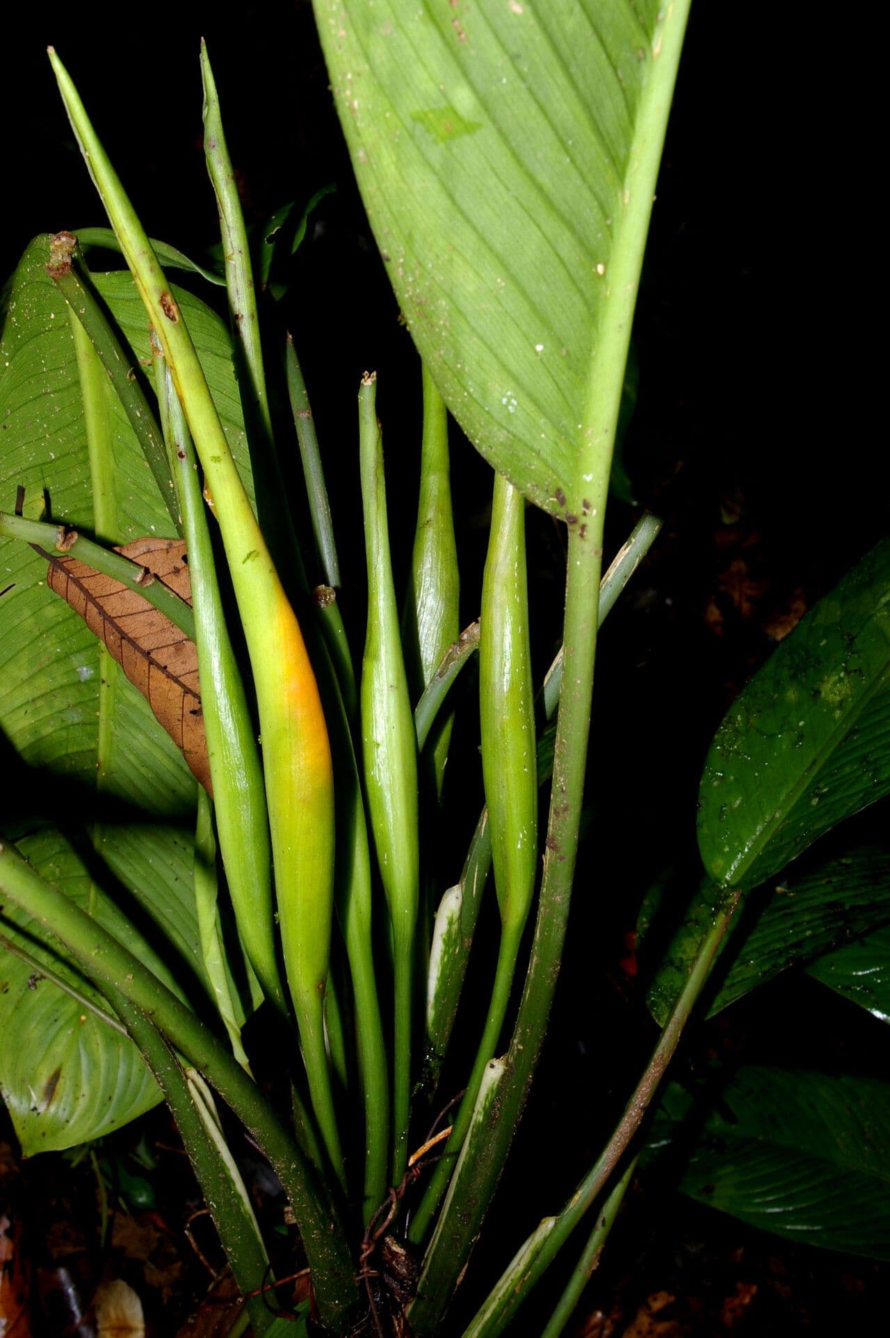 Dumb cane de Burger 2
