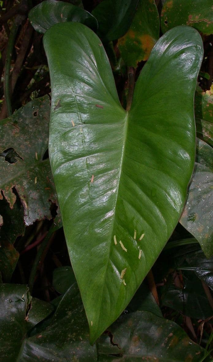 Filodendro 4