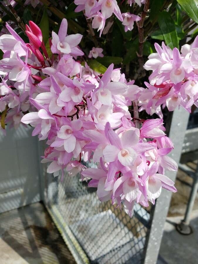 Dendrobium