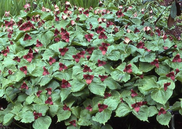 Trillium eretto 15