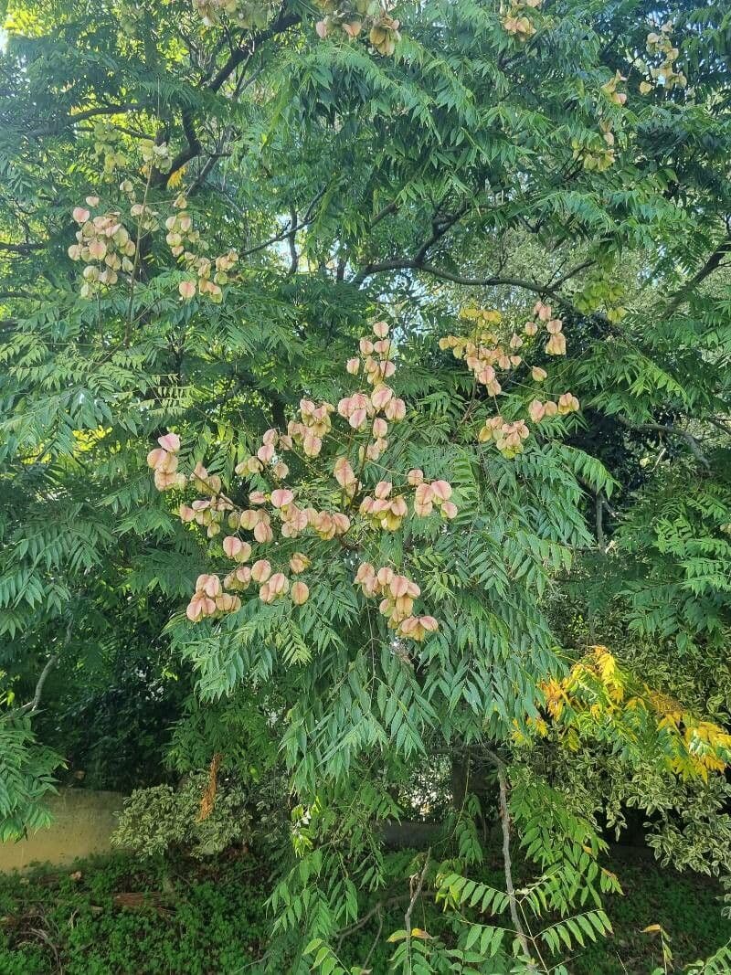 Chinesischer Lackbaum 17
