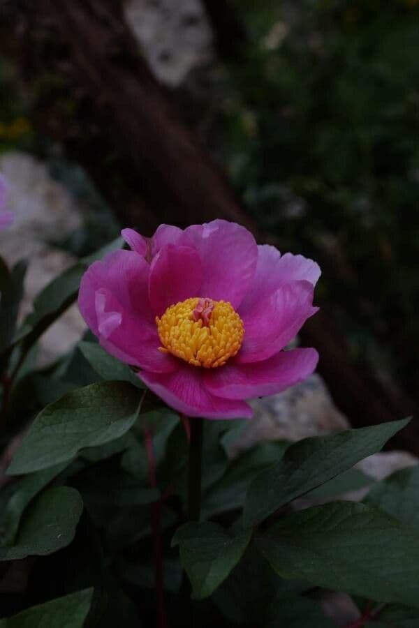 Peonia mascula 7