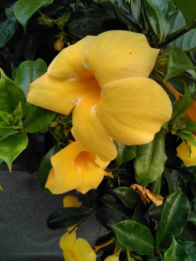 Allamanda 19
