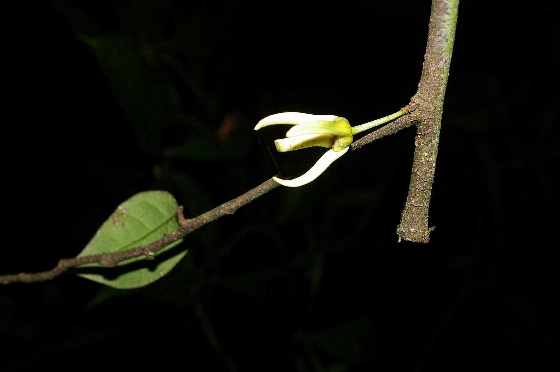 Desmopsis 6