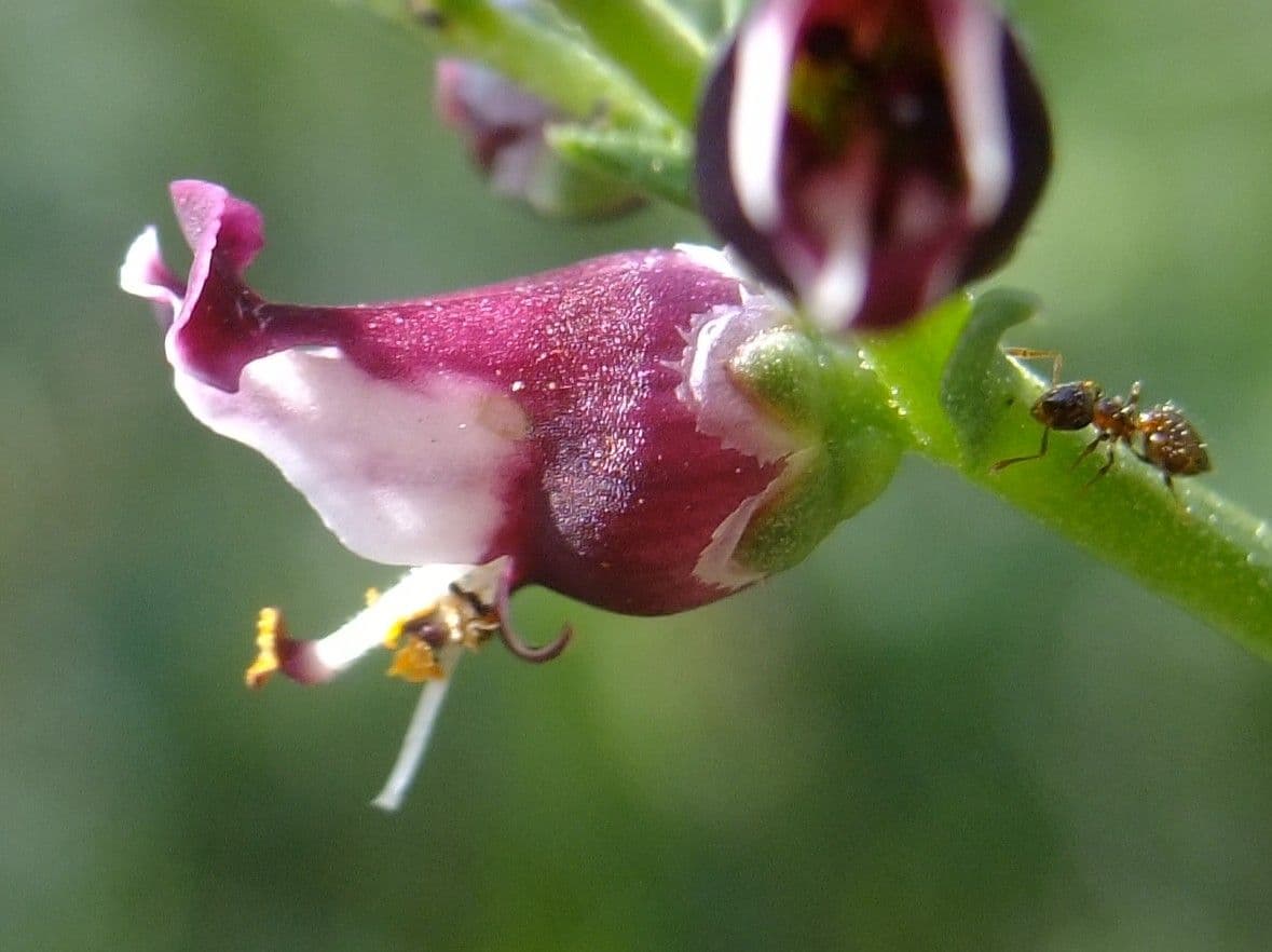Scrofularia lucida 5