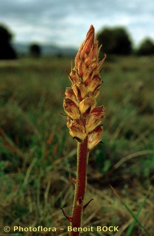 Succiamele gracile 2