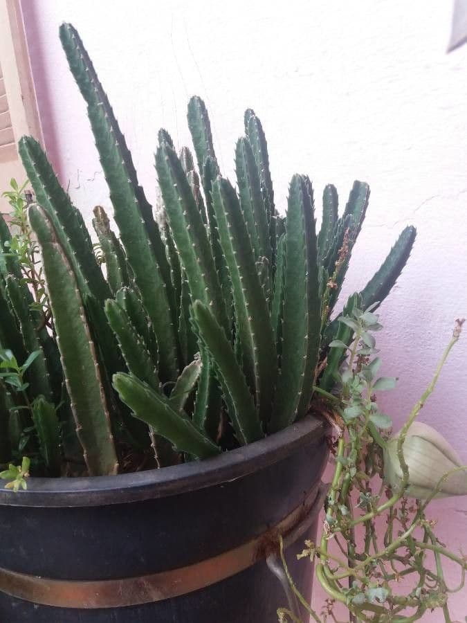 Stapelia 11