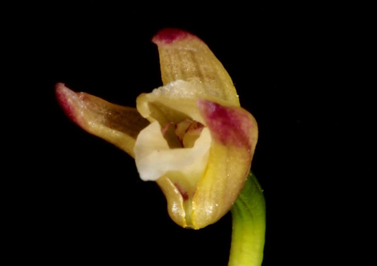 Dendrobium 3