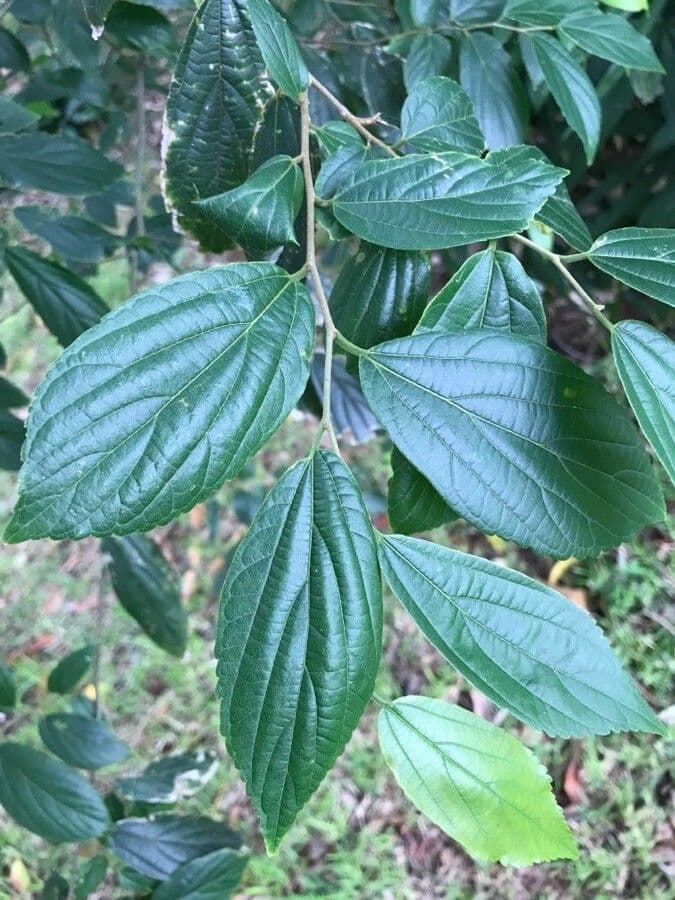 Celtis sinensis 15