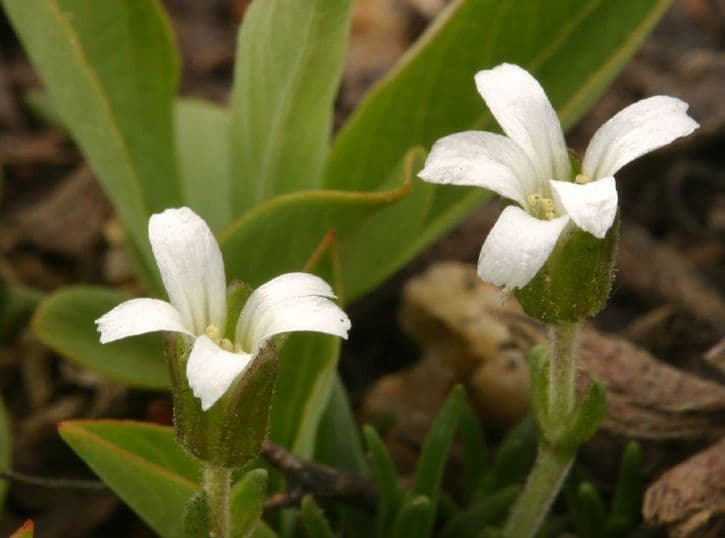 Cherleria obtusiloba
