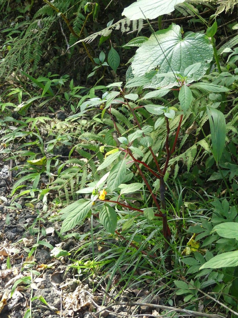 Balsamino 12